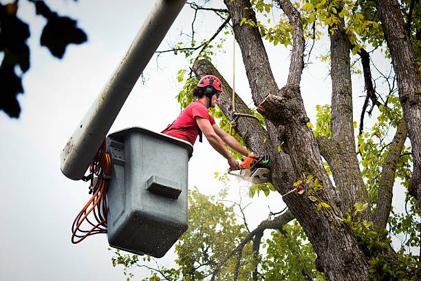 Best Tree Pruning Services  in Burney, CA